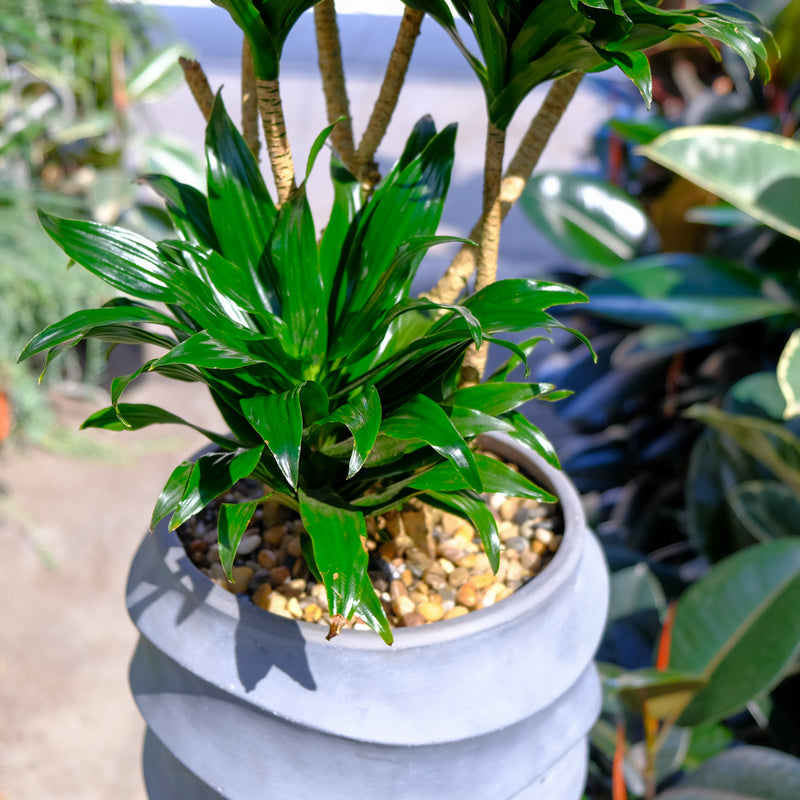 Dracena compacta