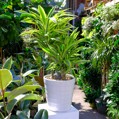 Dracaena Green Stripe