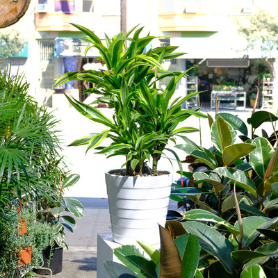 Dracaena Green Stripe