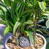 Dracaena Green Stripe