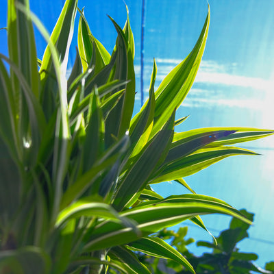 Dracaena Green Stripe