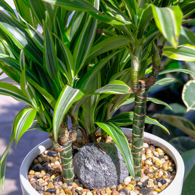 Dracaena Green Stripe