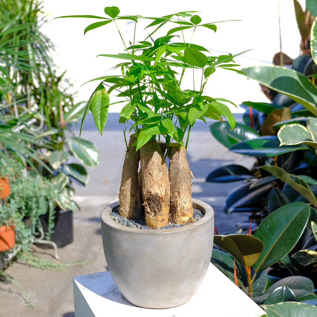 Braided Money Tree