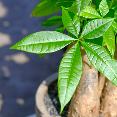 Braided Money Tree