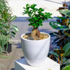 Ginseng Ficus Bonsai