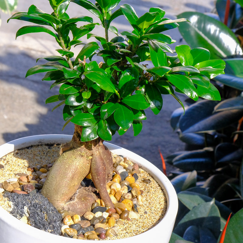 Ginseng Ficus Bonsai