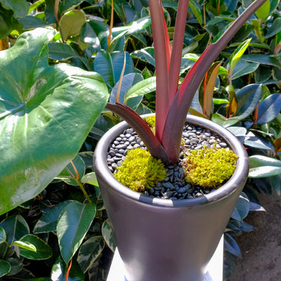 Elephant's Ear