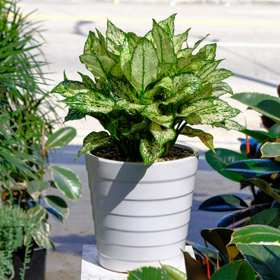 Aglaonema First Diamond Spiral Ceramic Planter