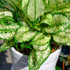 Aglaonema First Diamond Spiral Ceramic Planter