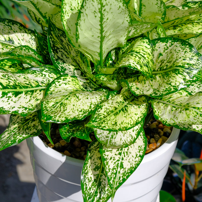 Aglaonema First Diamond Spiral Ceramic Planter