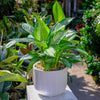 Aglaonema Leprechaun