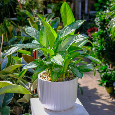 Aglaonema Leprechaun