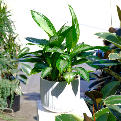 Aglaonema Leprechaun