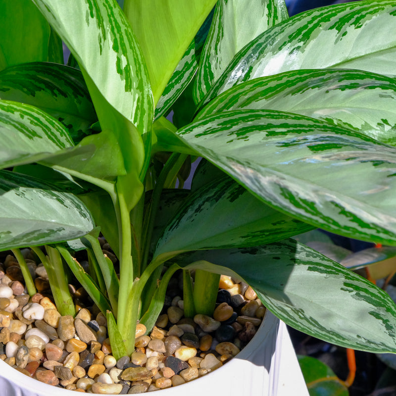 Aglaonema Leprechaun