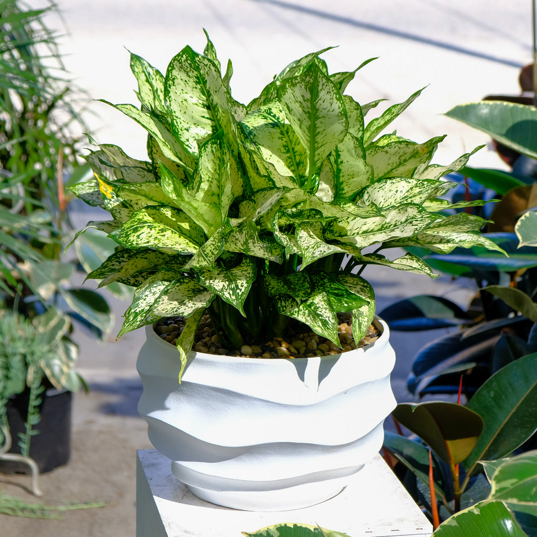 Aglaonema First Diamond Fibreglass Planter