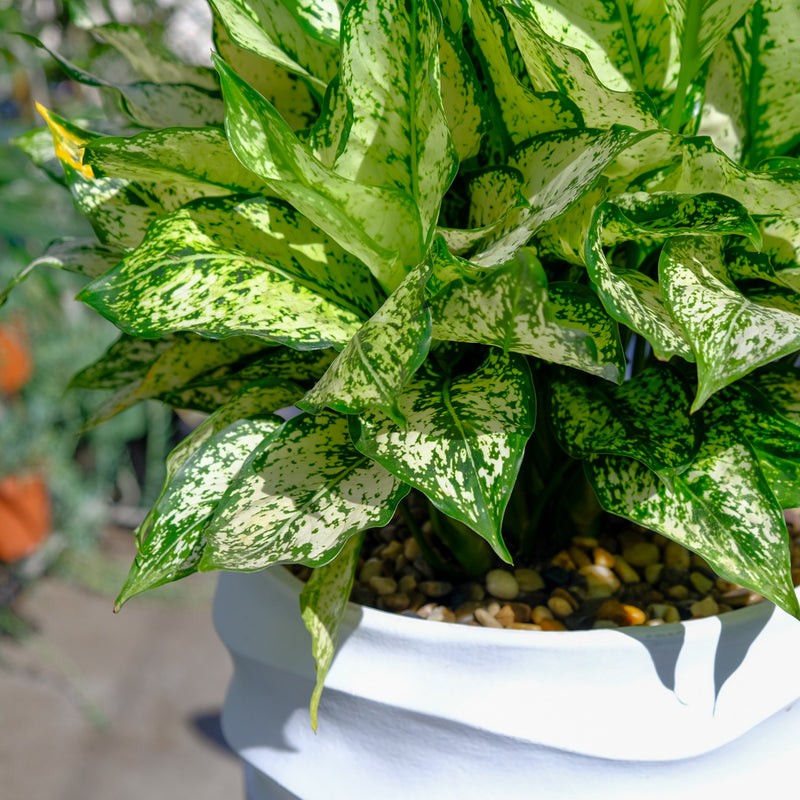 Aglaonema First Diamond Fibreglass Planter