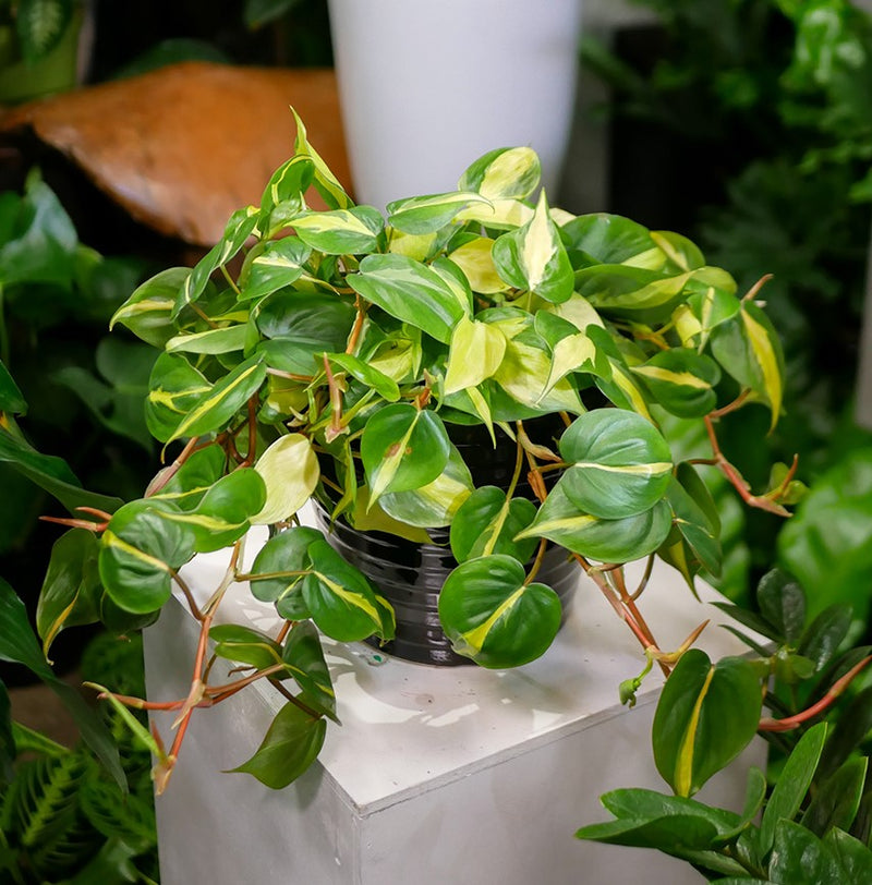 Philodendron Brasil