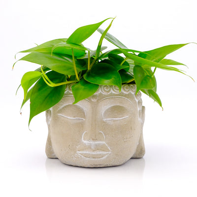 Zen Houseplants