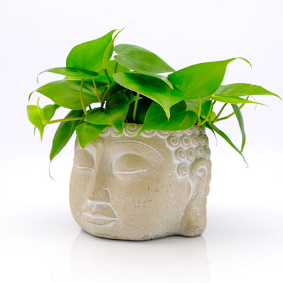 Zen Houseplants