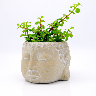 Zen Houseplants