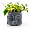 Zen Houseplants