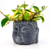 Zen Houseplants