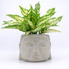 Zen Houseplants