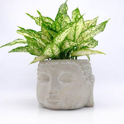 Zen Houseplants