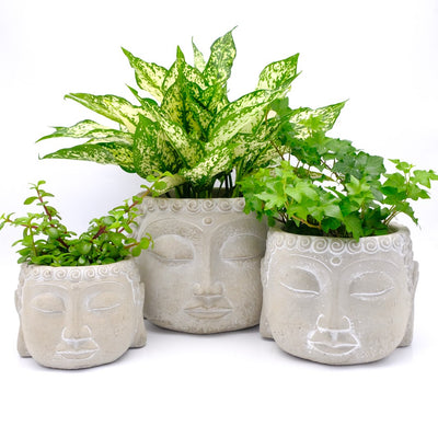 Zen Houseplants