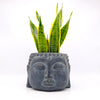 Zen Houseplants