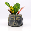 Zen Houseplants