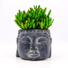 Zen Houseplants