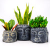 Zen Houseplants