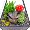 Geometric Terrarium