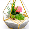 Geometric Terrarium