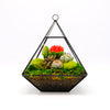 Geometric Terrarium