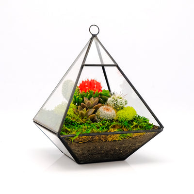 Geometric Terrarium