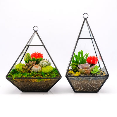 Geometric Terrarium