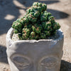 Heads Up Cactus