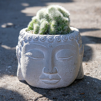 Zen Cactus