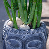 Zen Cactus