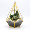 Geometric Terrarium