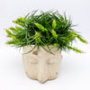 Tillandsia Stricta   ......Headplanter & Airplants