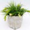 Tillandsia Stricta   ......Headplanter & Airplants