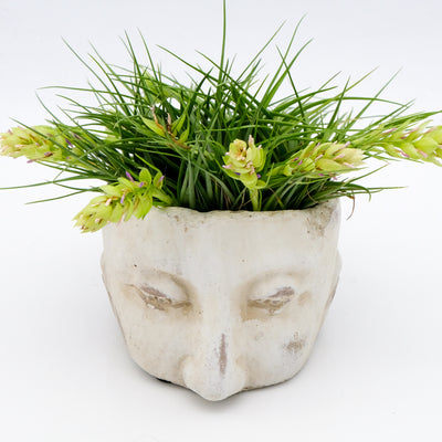 Tillandsia Stricta   ......Headplanter & Airplants