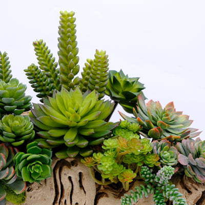 Succulent Trunk