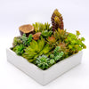 Square Succulent