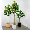 Potted Faux Ficus Lyrata