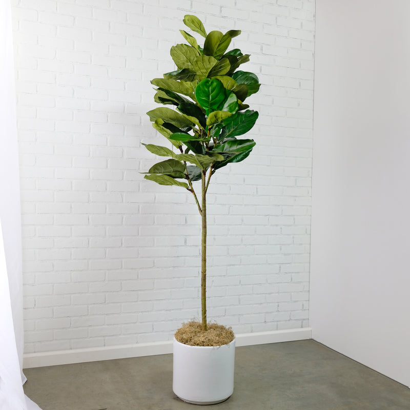 Potted Faux Ficus Lyrata