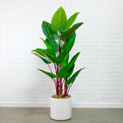 Faux Rubber Plant